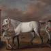 The Duke of Hamilton's Grey Racehorse, 'Victorious,' at Newmarket